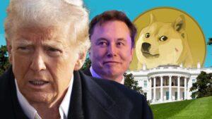 doge 800x450